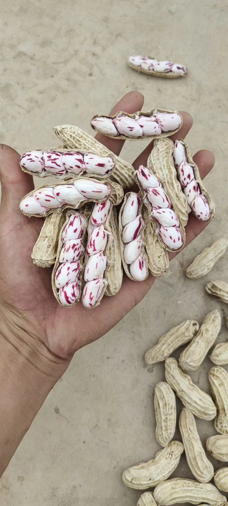 云南七彩花生品质保证诚信经营欢迎联系价格优惠