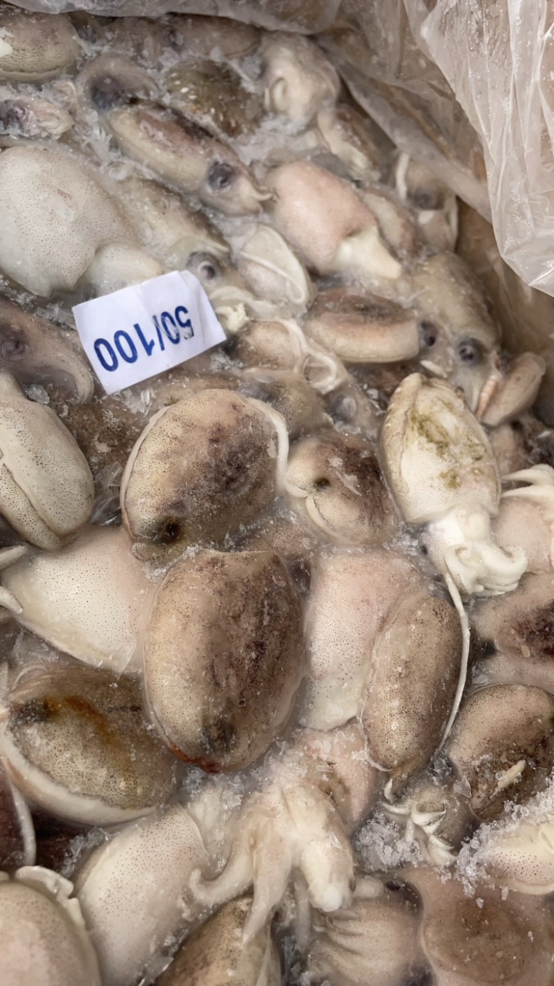 干冰墨鱼仔捞汁食材章鱼去内脏小乌贼墨鱼蛋船冻墨鱼仔