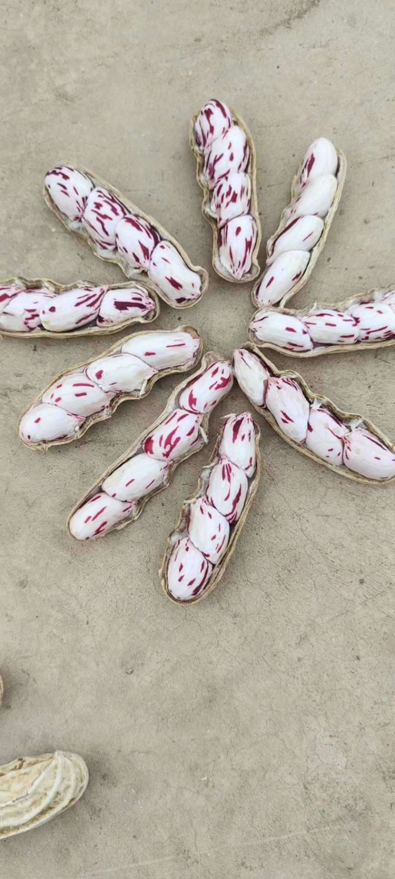 云南七彩花生品质保证诚信经营欢迎联系价格优惠