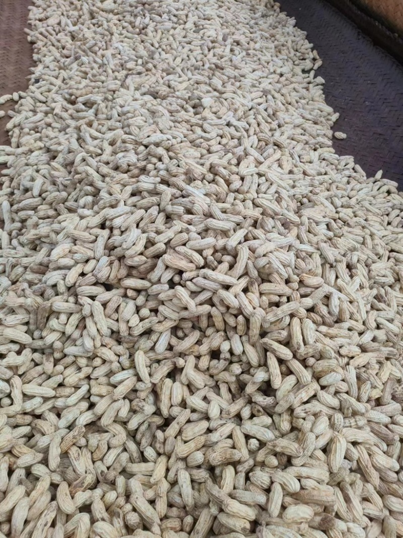 云南七彩花生品质保证诚信经营欢迎联系价格优惠
