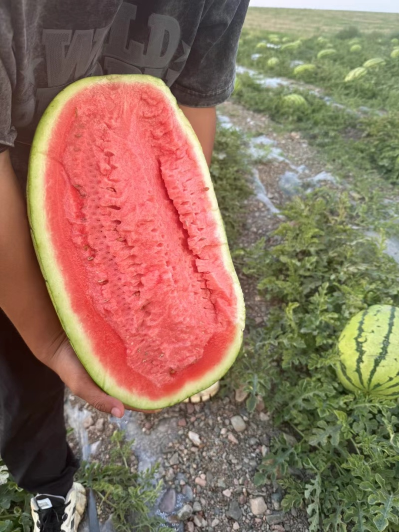 宁夏硒砂瓜，石头地里的。自产自销，提供接送服务。