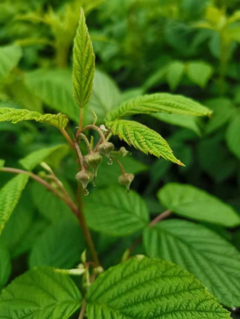 树莓苗双季红树莓苗树莓苗新品种36号
