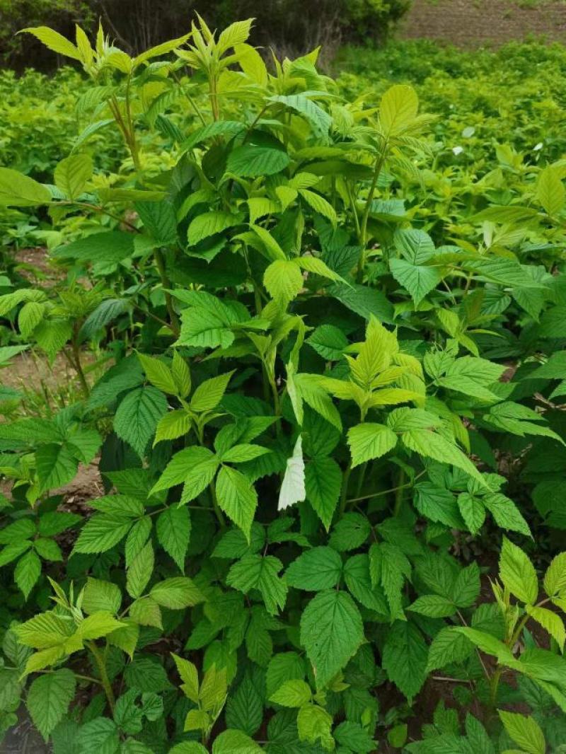 树莓苗双季红树莓苗树莓苗新品种36号