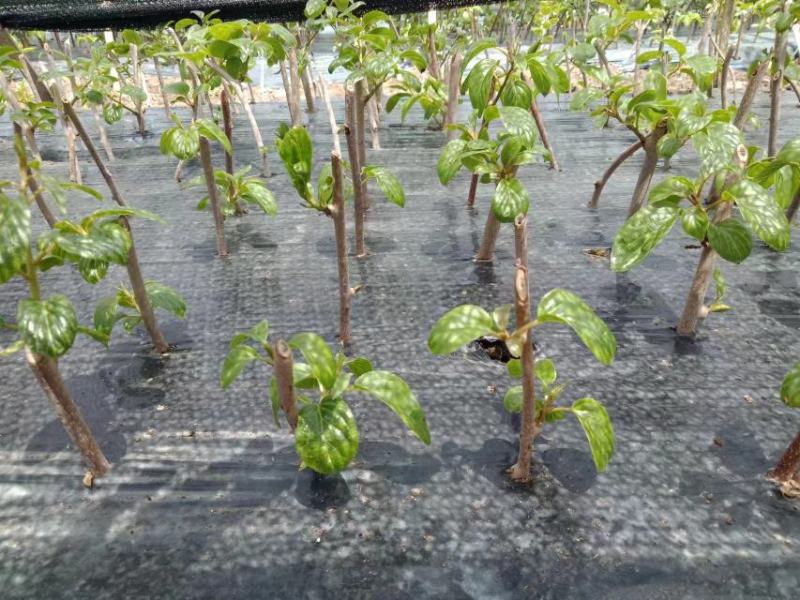 树莓苗双季红树莓苗树莓苗新品种321