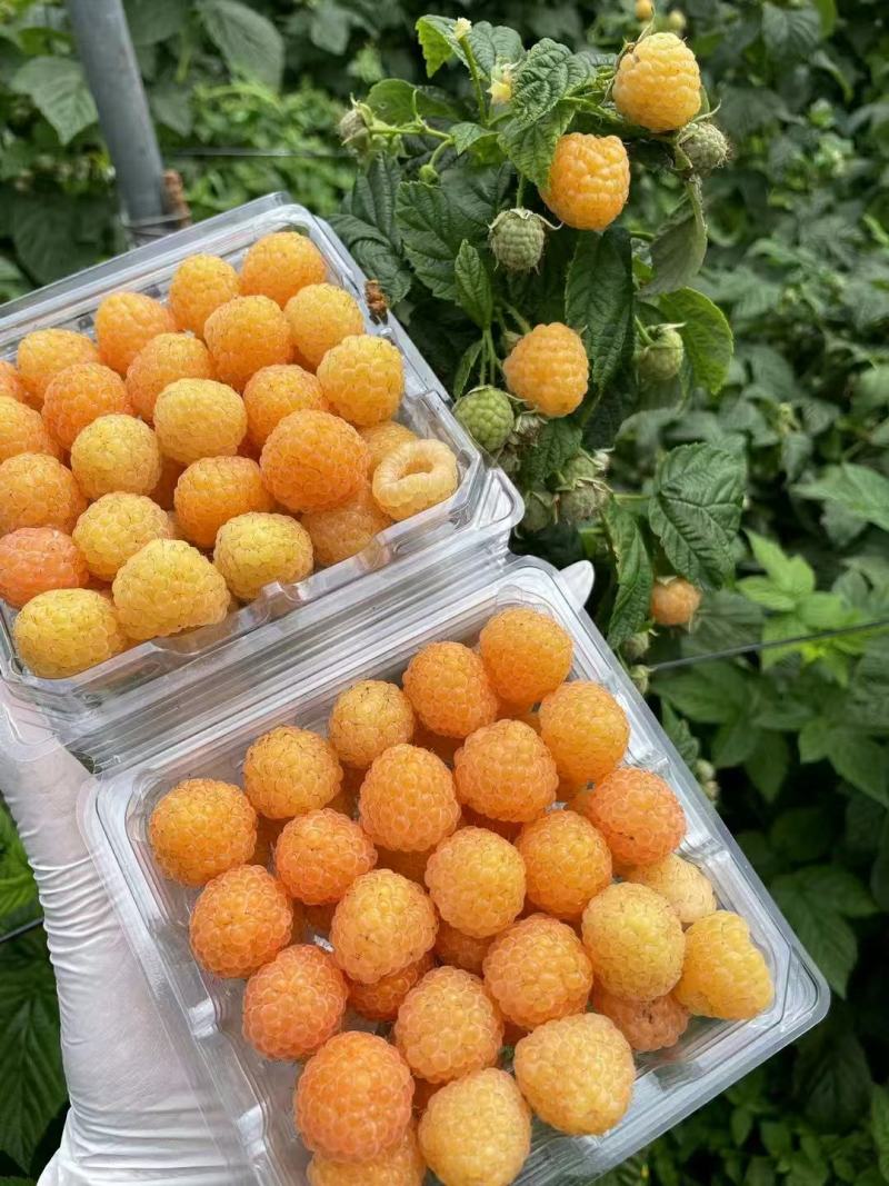 树莓苗双季红树莓苗树莓苗新品种町康