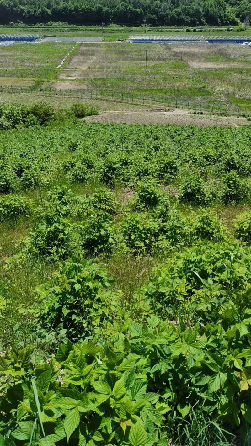 树莓苗双季红树莓苗树莓苗新品种町康