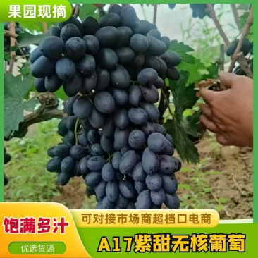 河北紫甜A17无核葡萄，产区直发，口感好颜色佳价格优