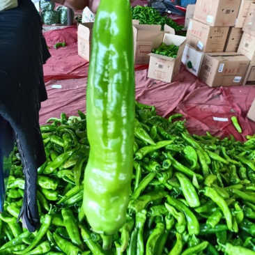 山西精品牛椒尖椒大量上市,产地一手货源可支持代发欢迎收购