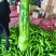 山西精品牛椒尖椒大量上市,产地一手货源可支持代发欢迎收购
