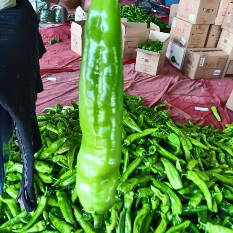 山西精品牛椒尖椒大量上市，产地一手货源可支持代发欢迎收购