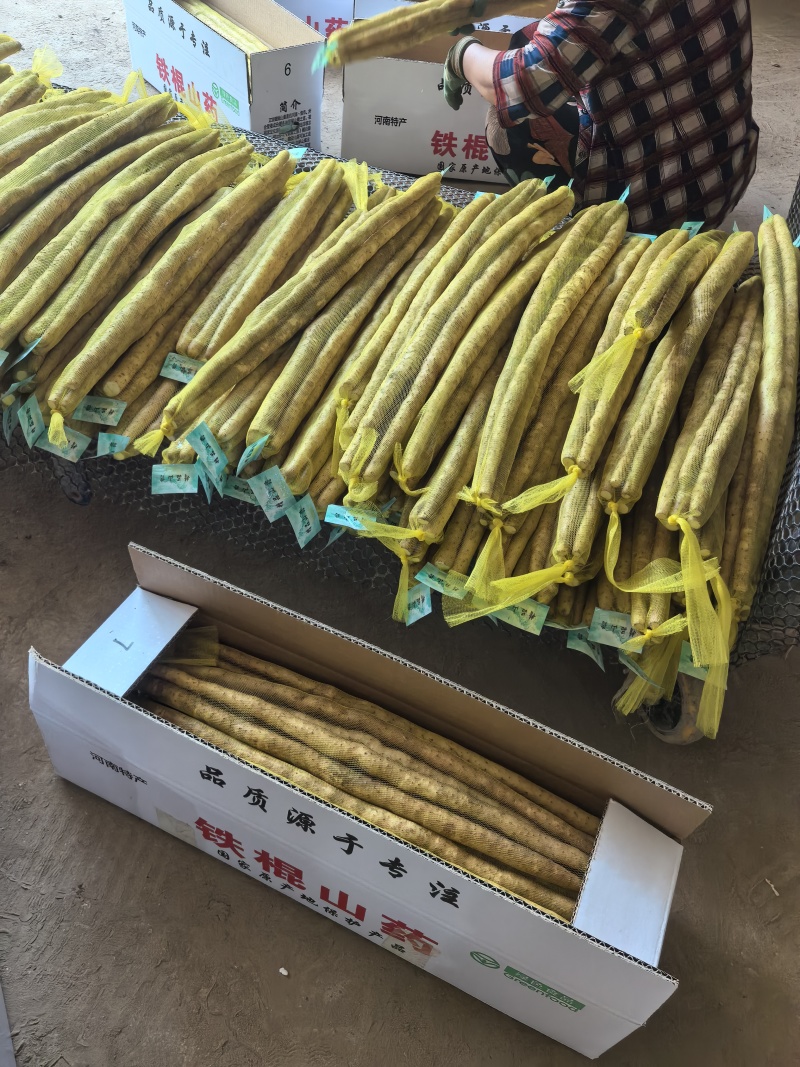小白嘴山药，精品网袋，产地直供。大量现货，一手货源