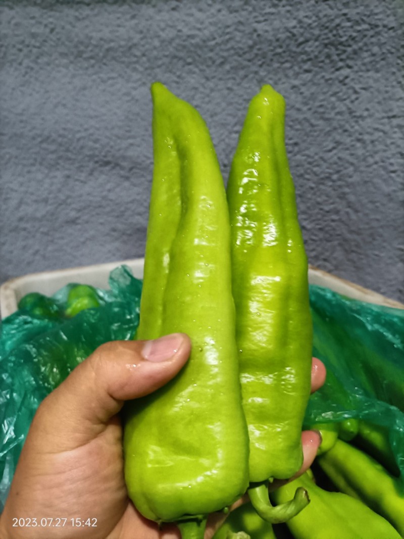 山西精品牛椒尖椒大量上市，产地一手货源可支持代发欢迎收购