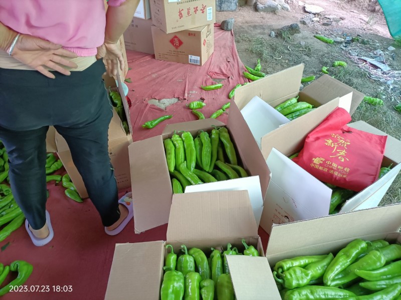 山西精品牛椒尖椒大量上市，产地一手货源可支持代发欢迎收购