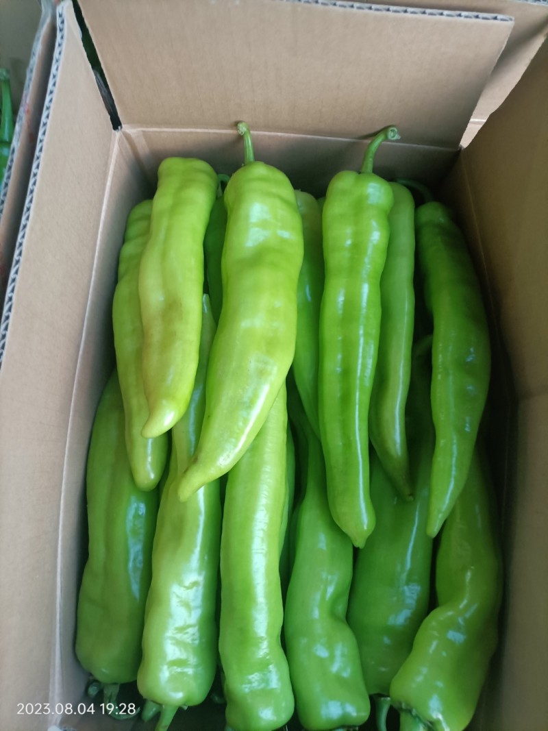 山西精品牛椒尖椒大量上市，产地一手货源可支持代发欢迎收购