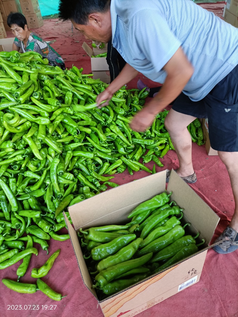 山西精品牛椒尖椒大量上市，产地一手货源可支持代发欢迎收购