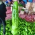 山西精品牛椒尖椒大量上市,产地一手货源可支持代发欢迎收购