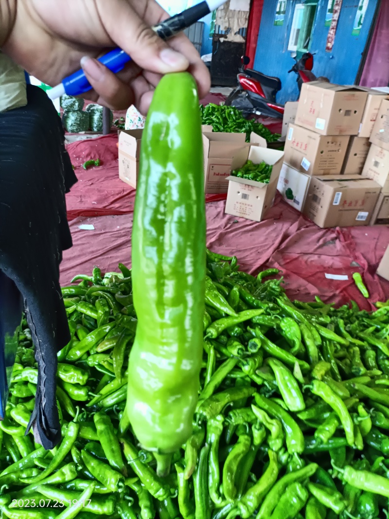 山西精品牛椒尖椒大量上市，产地一手货源可支持代发欢迎收购