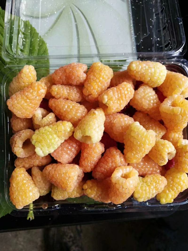树莓苗双季黄树莓苗树莓苗新品种橙色奇迹