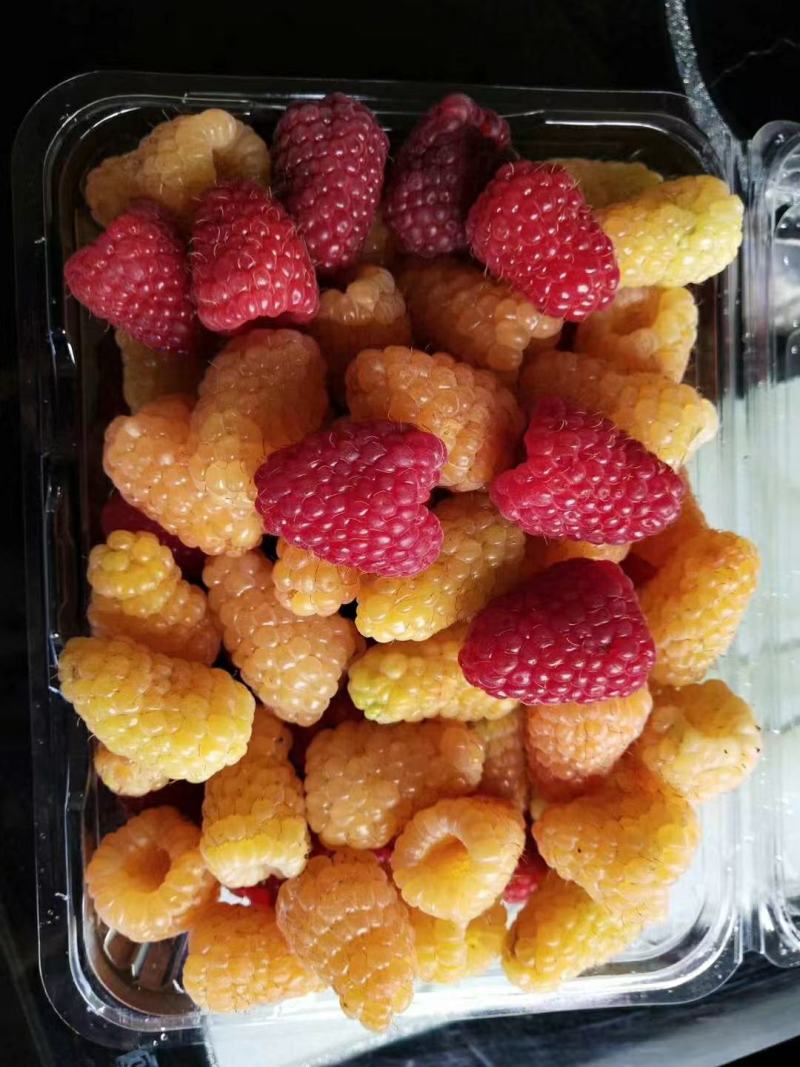 树莓苗双季黄树莓苗树莓苗新品种橙色奇迹
