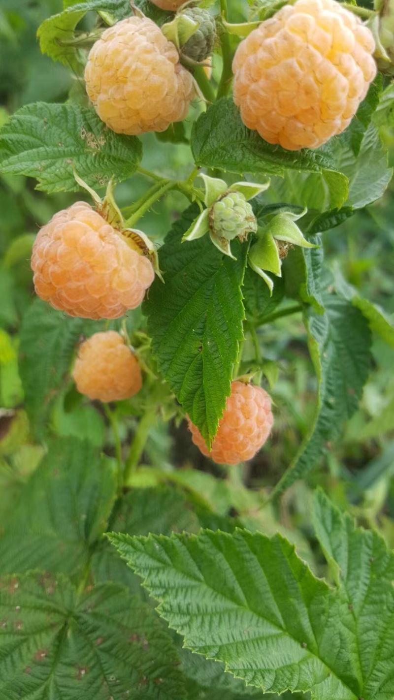 树莓苗双季黄树莓苗树莓苗新品种金秋