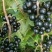 树莓苗双季黑莓苗树莓苗新品种