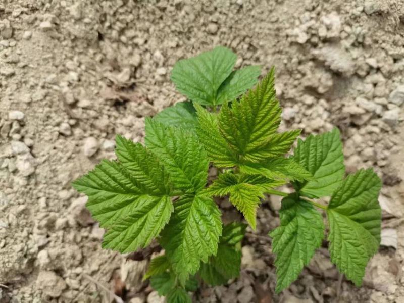 树莓苗单季黑莓苗树莓苗新品种三冠王