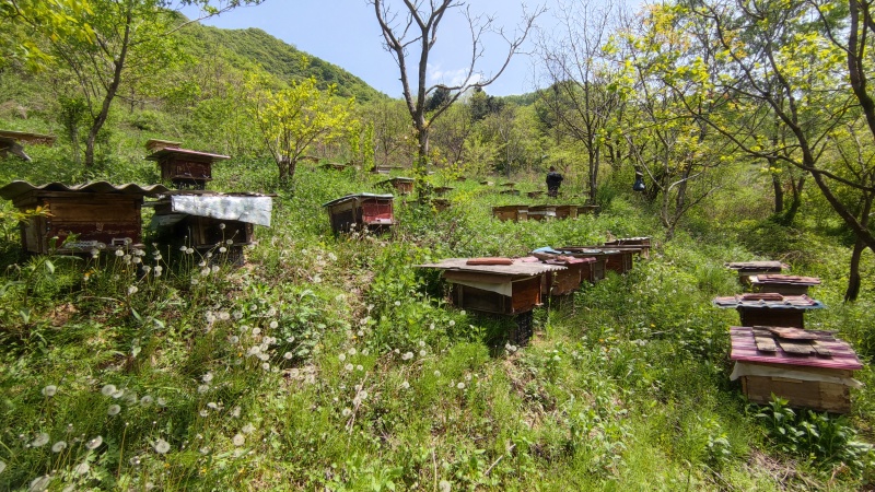 百花蜜/土蜂蜜，秦岭深山原生态