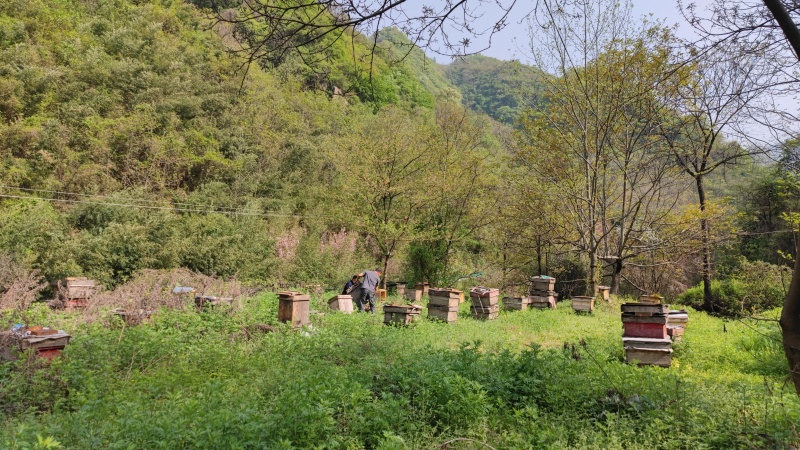 百花蜜/土蜂蜜，秦岭深山原生态