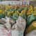 大量出售油精品菜籽，量大从优