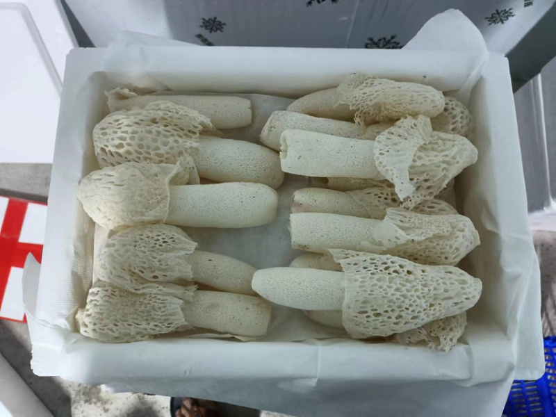 红托竹荪