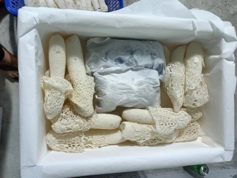红托竹荪