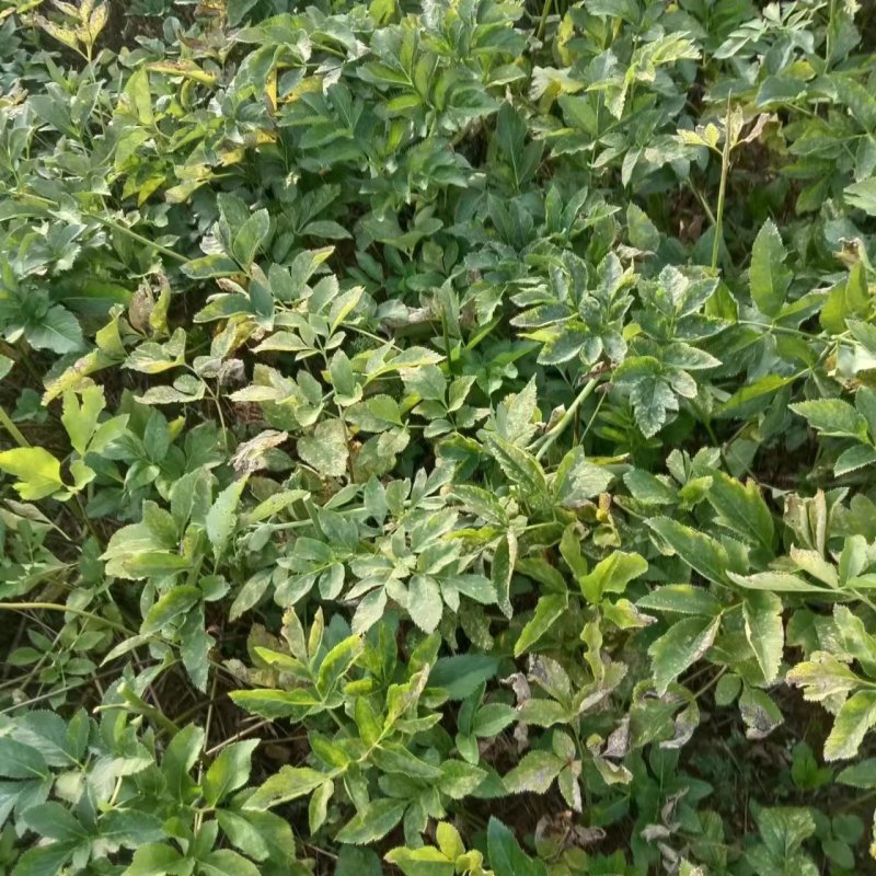 白芷