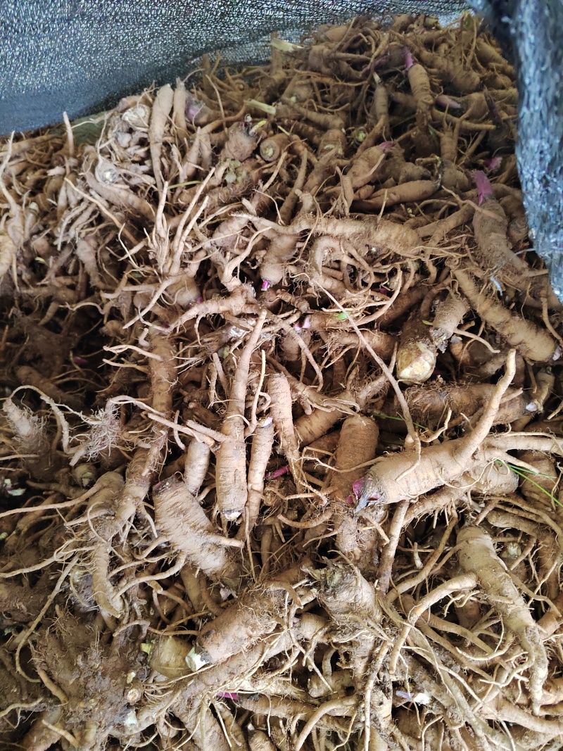 白芷
