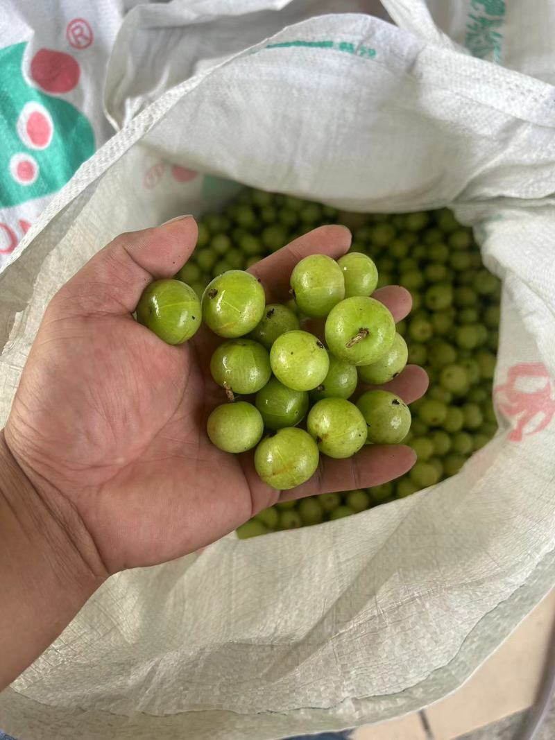 新鲜采摘青油甘果余甘果牛甘果滇橄榄果油柑酸水果余甘子包