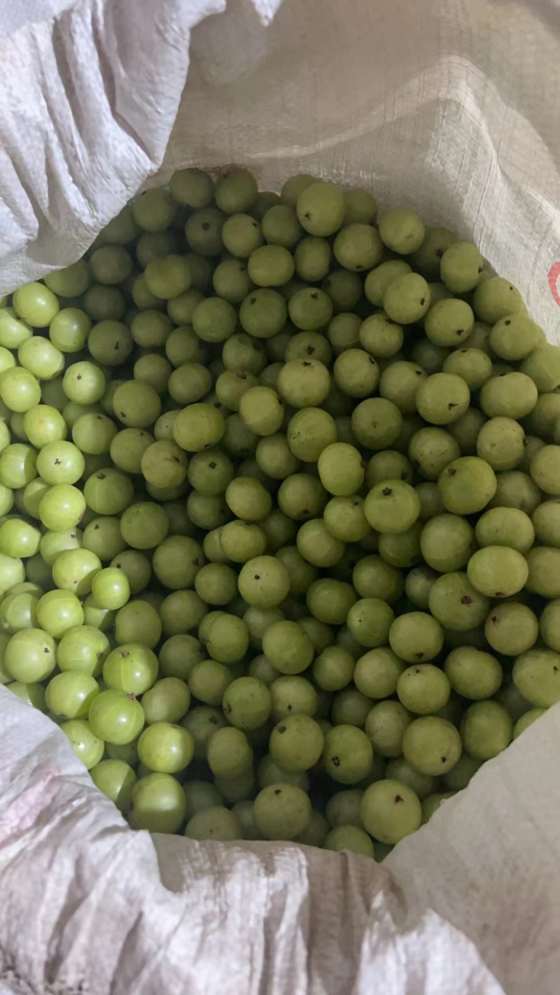 新鲜采摘青油甘果余甘果牛甘果滇橄榄果油柑酸水果余甘子包