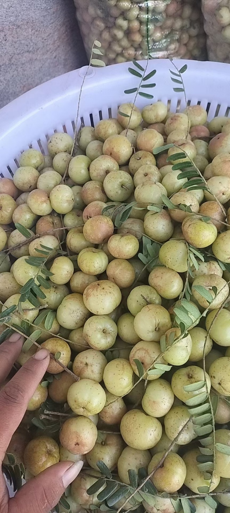 新鲜采摘青油甘果余甘果牛甘果滇橄榄果油柑酸水果余甘子包