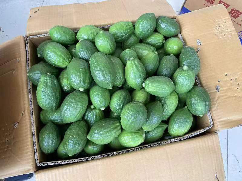 广东无籽香水柠檬自家基地欢迎联系接商超市场电商