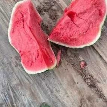 原棚精品美都无籽西瓜台农种植基地一手货源直销三包