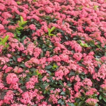 宫粉龙船花