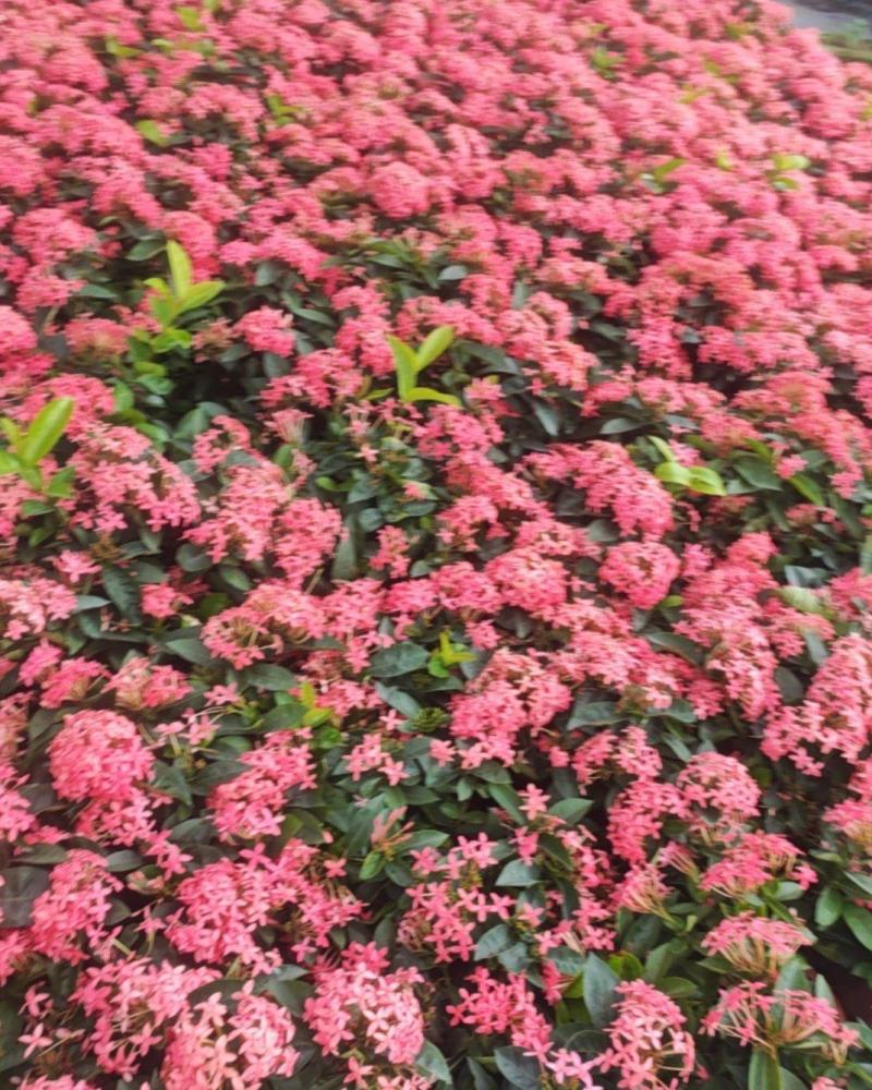 宫粉龙船花