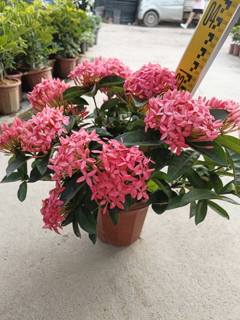 宫粉龙船花