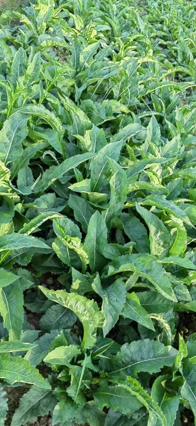 紫菀