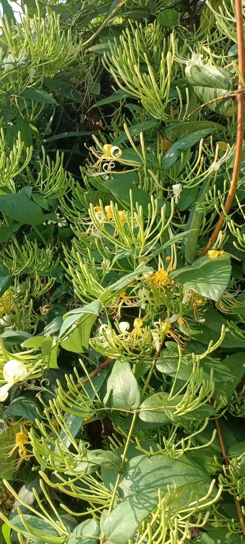 四季四季金银花（川花）原产地直销