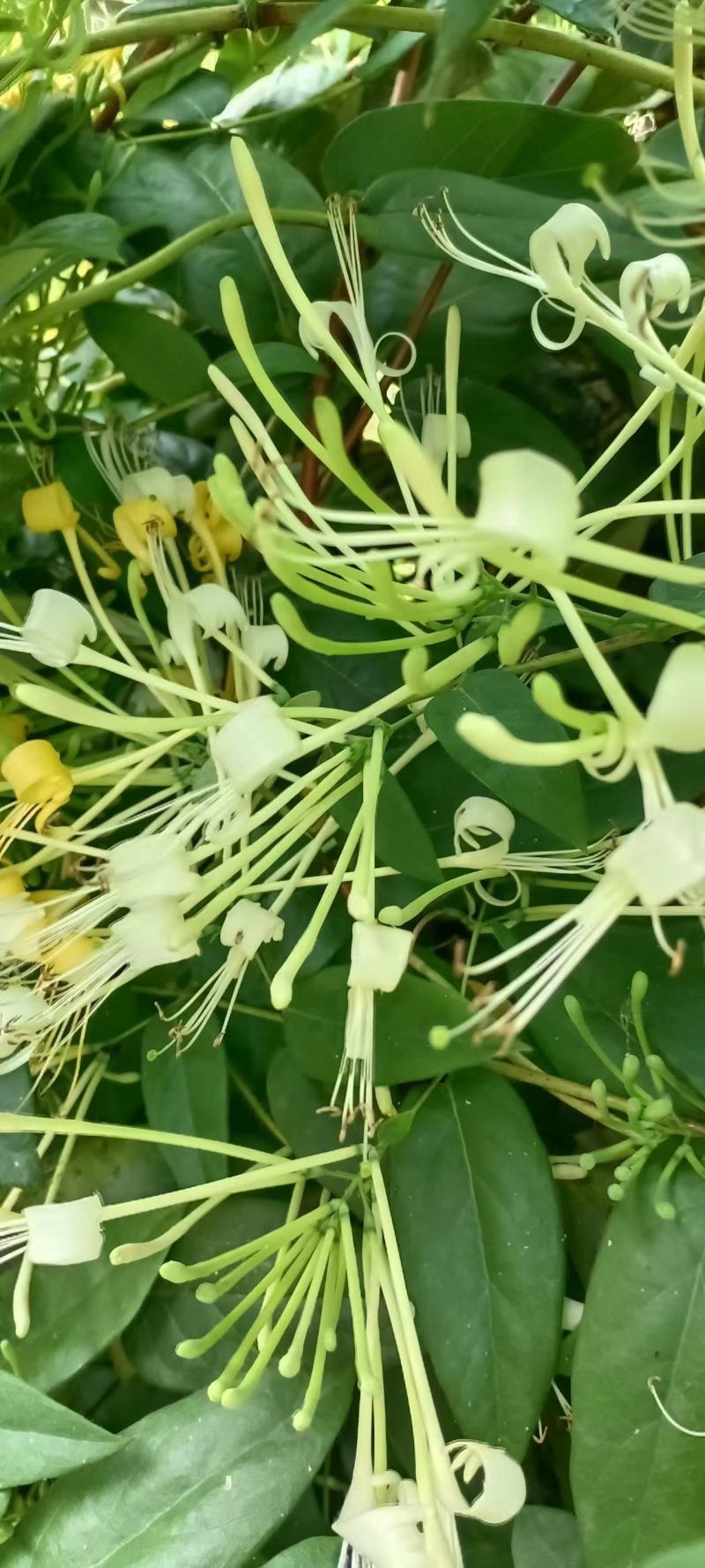 四季四季金银花（川花）原产地直销