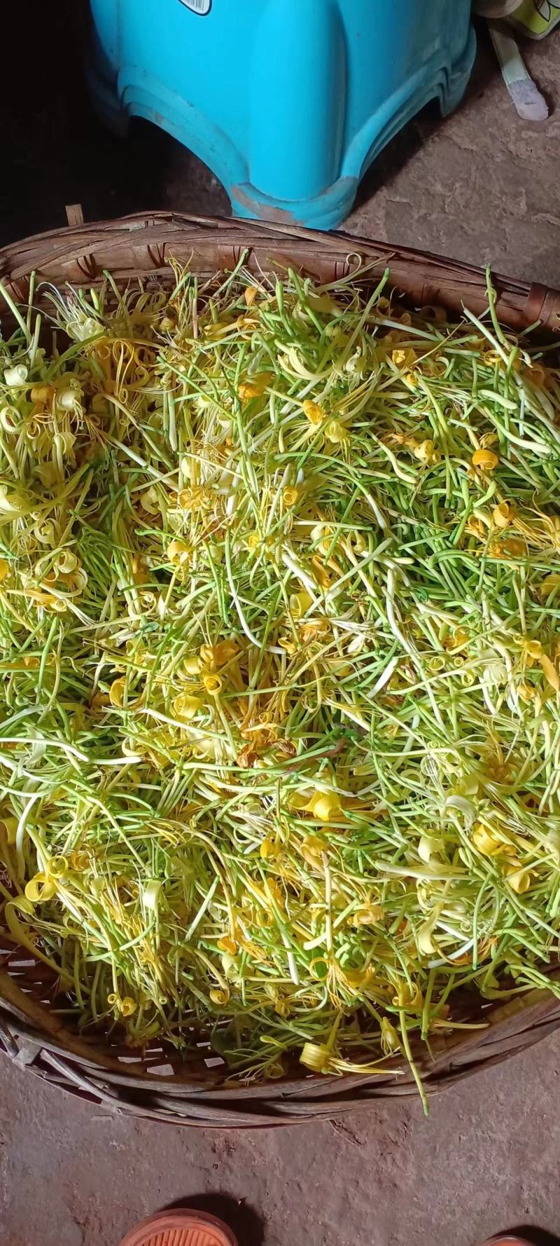 四季四季金银花（川花）原产地直销