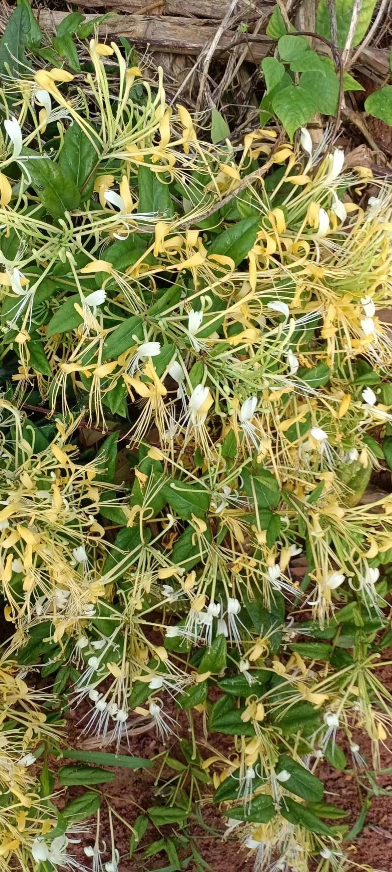 四季四季金银花（川花）原产地直销