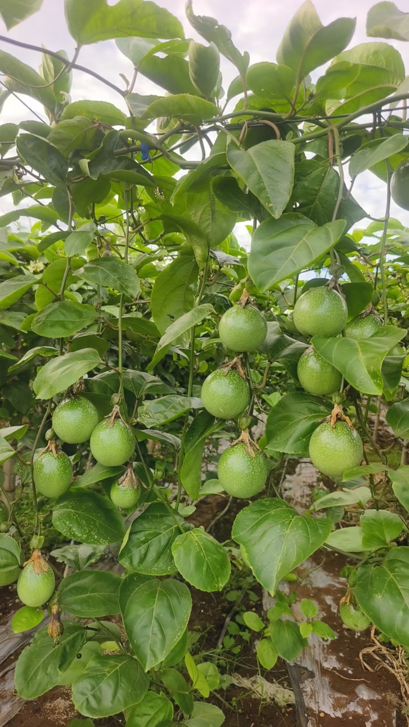 阳西县百香果大量上市，一手货源，量大从优，欢迎订购！！！