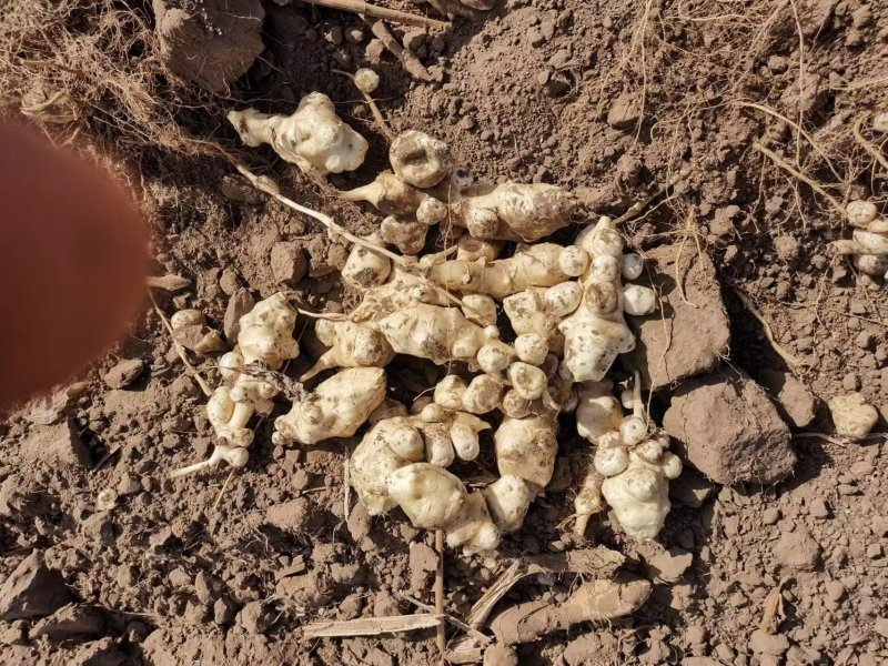 菊芋好洋姜好品质口感柔和细腻基地直供，欢迎致电
