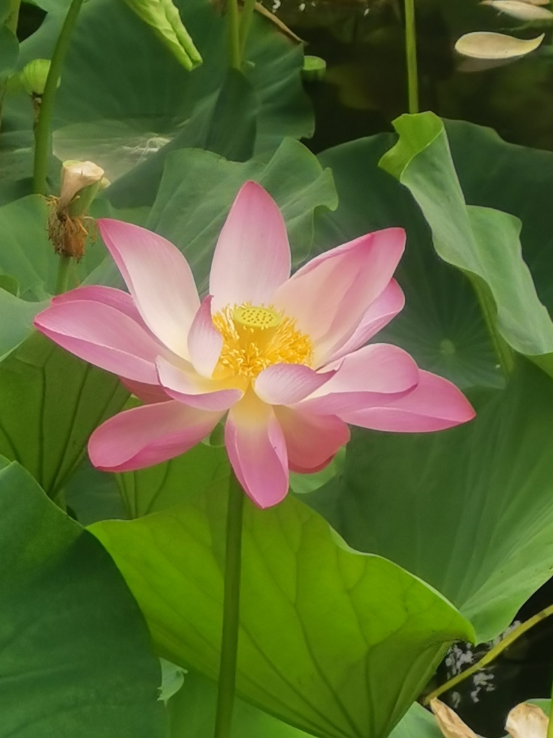 微山湖长杆荷花，长杆莲蓬，可做花束