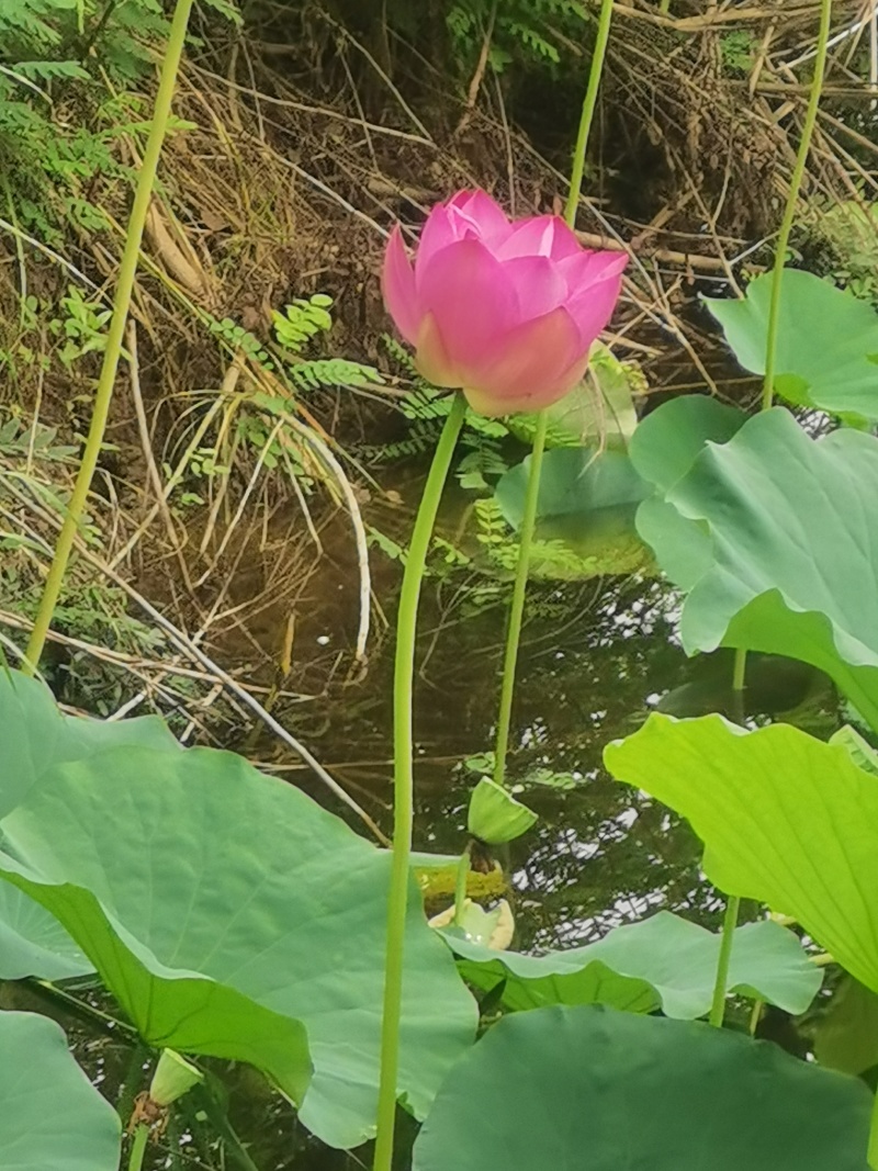 微山湖长杆荷花，长杆莲蓬，可做花束